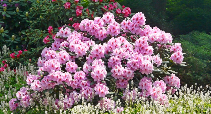 Różaneczniki i azalie to rododendrony.