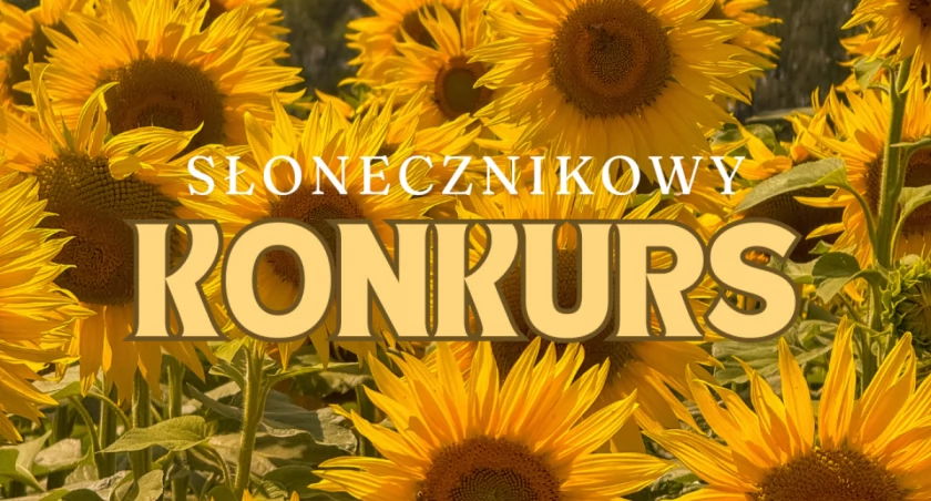 Zdjęcie słoneczników i grafika konkursowa