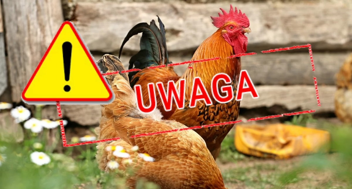 Zaleca się pozostawienie drobiu hodowlanego w zamknięciu