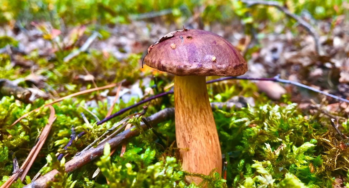 Lasy powiatu trzebnickiego są bogate w grzyby