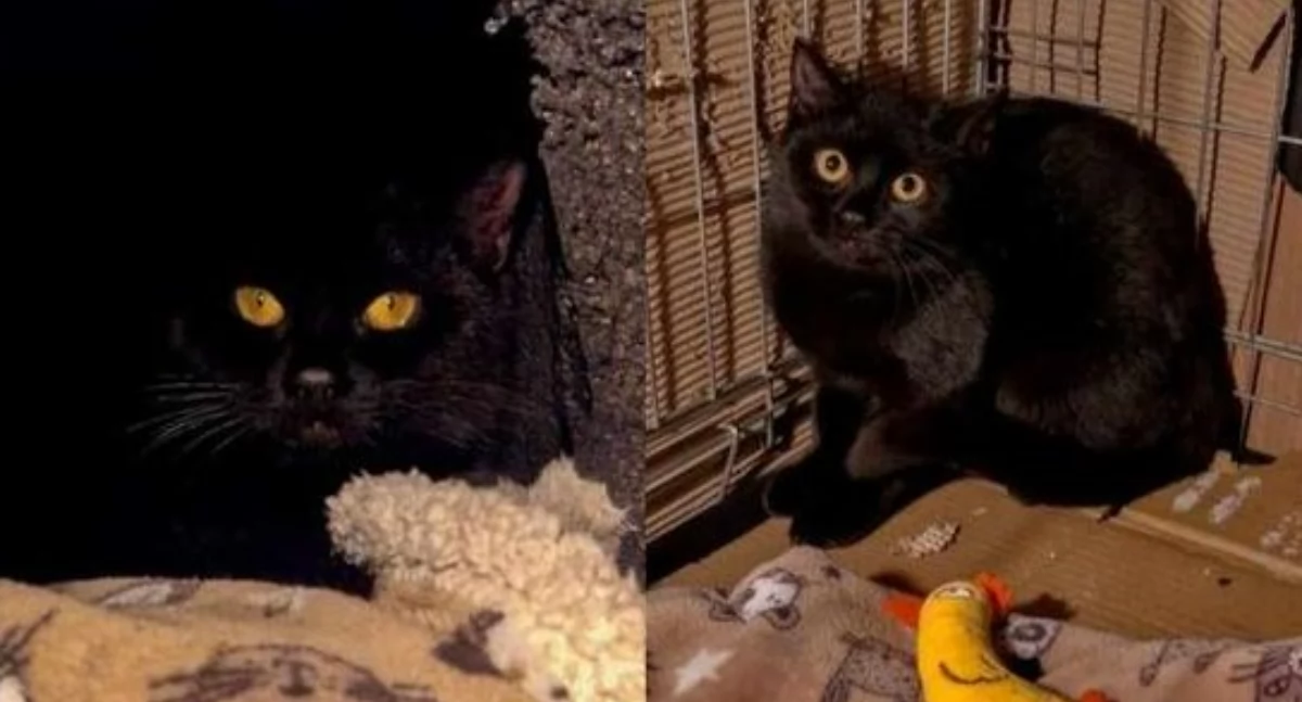 DO ADOPCJI , szuka kochającego opiekuna nowego zostanie zawieziona - zdjęcie, fotografia