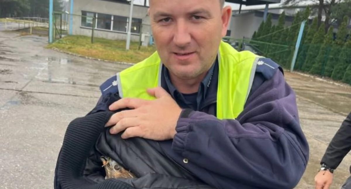 POZOSTAŁE ZDARZENIA, Okaleczony jastrząb drodze Wezwana została policja - zdjęcie, fotografia