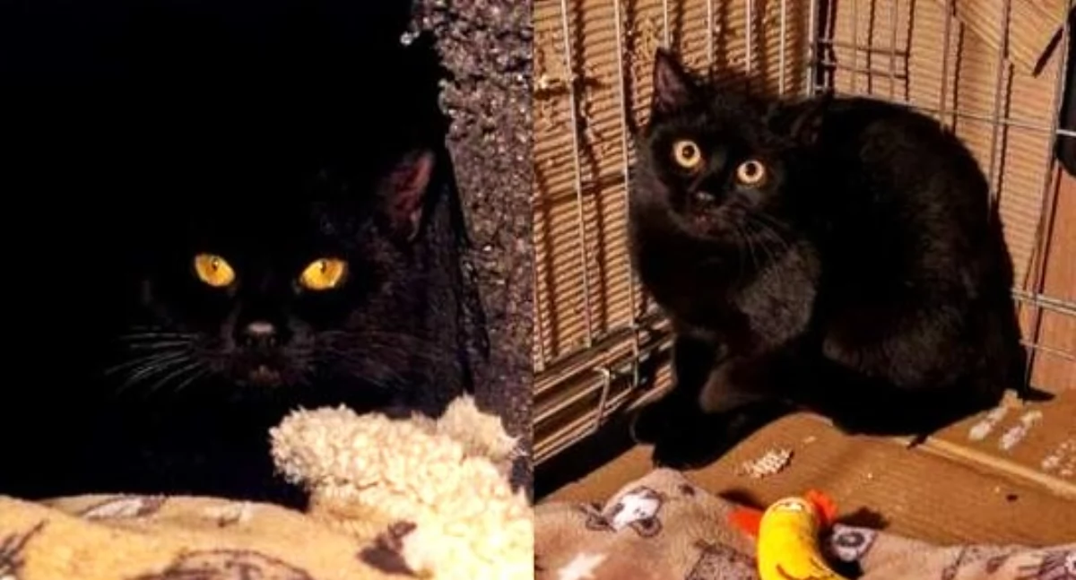 DO ADOPCJI , wciąż szuka kochającego opiekuna nowego zostanie zawieziona - zdjęcie, fotografia