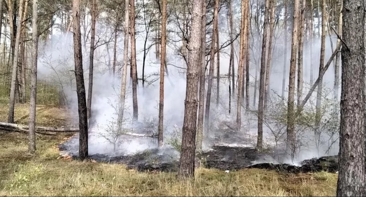 POŻARY, Ogień wśród sosen Strażacy walczyli żywiołem - zdjęcie, fotografia