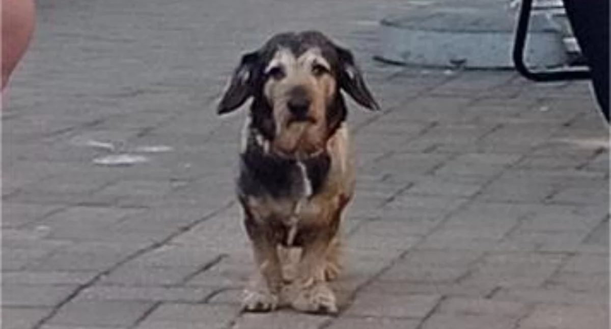 IMPREZY i FESTYNY, Pieski weekend zawody Dogfrisbee Trzebnicy - zdjęcie, fotografia