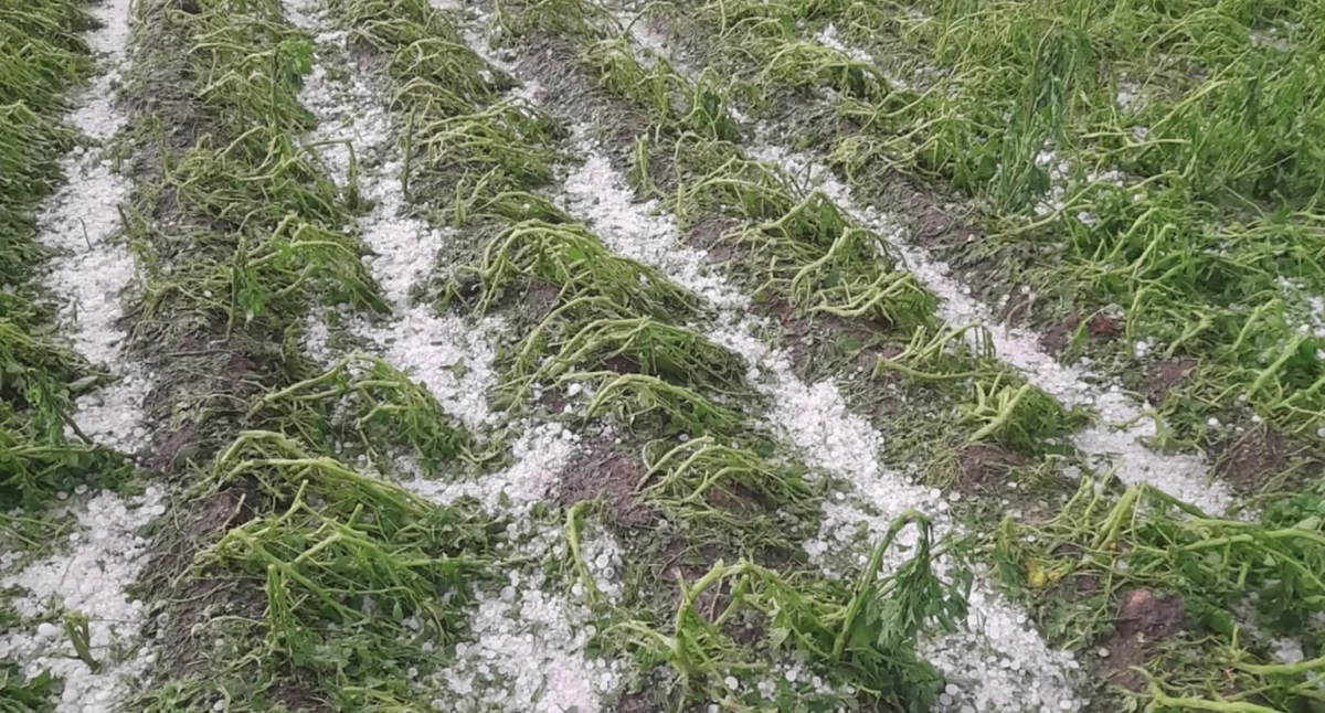 Fot. agroprofil.pl