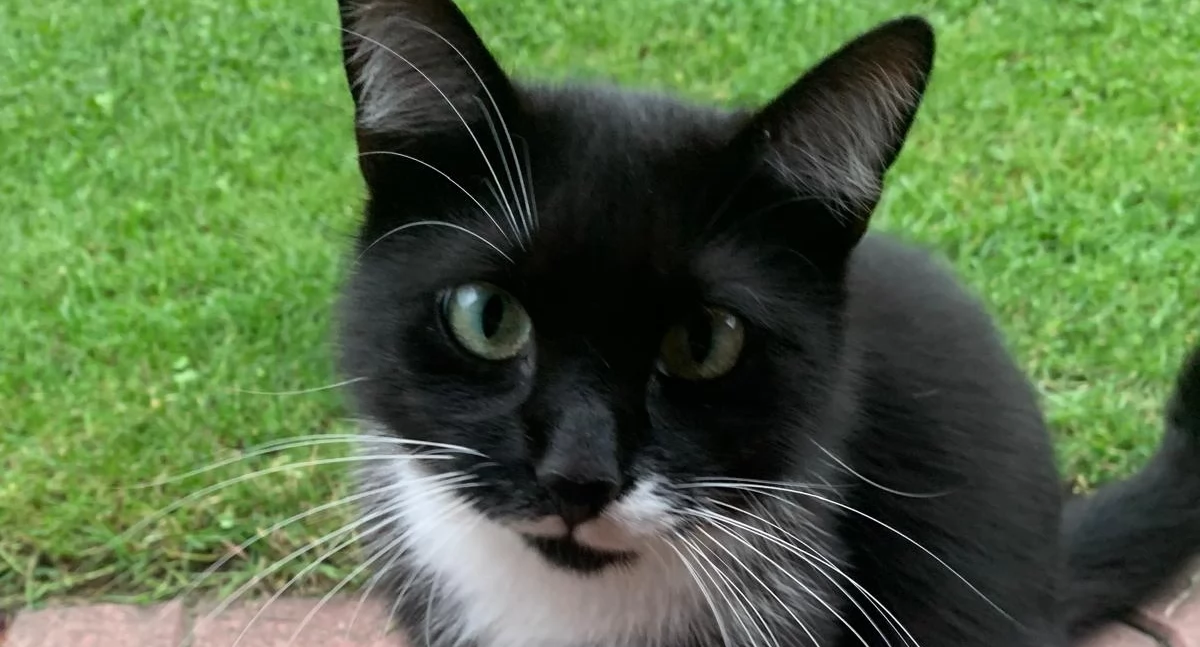 Gdzie są koty? Wyłapywali zwierzęta, które miały opiekunów, mieszkańcy chcą odzyskać futrzanych towarzyszy