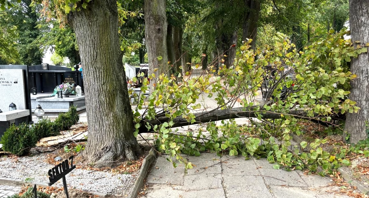 Konar runął na chodnik na cmentarzu