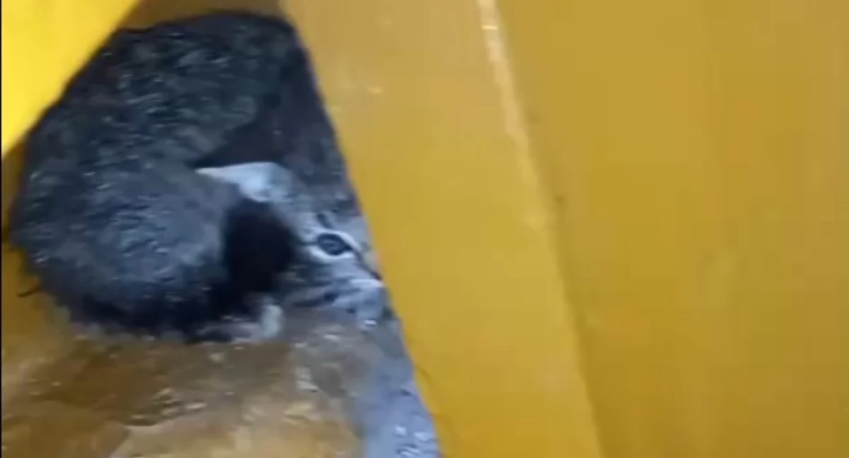 Czy znajdą dom przed zimą?