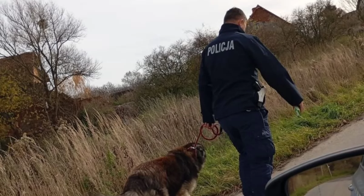 POZOSTAŁE ZDARZENIA, pilnował swego który leżał ziemi - zdjęcie, fotografia