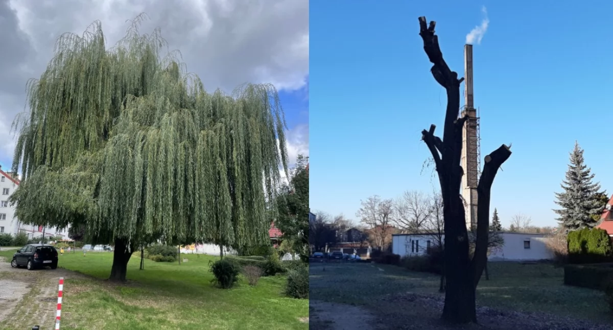 EKOLOGIA, Zdrową wierzbę pozbawiono korony Urząd sprawę - zdjęcie, fotografia