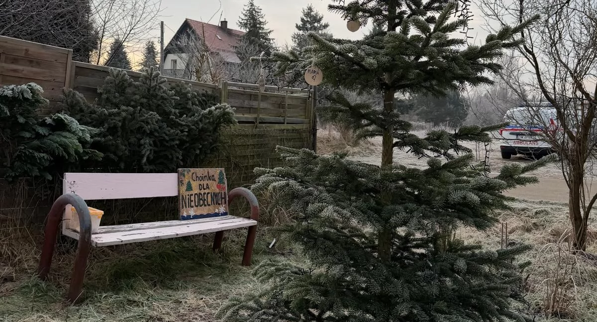 WARTO WIEDZIEĆ, Choinka Nieobecnych Przyjedź powieś bombkę - zdjęcie, fotografia