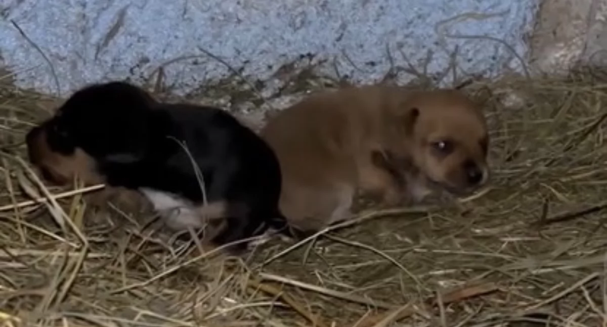 OD CZYTELNIKÓW, Szczenięta mrozie Dramatyczna interwencja Ekostraży - zdjęcie, fotografia