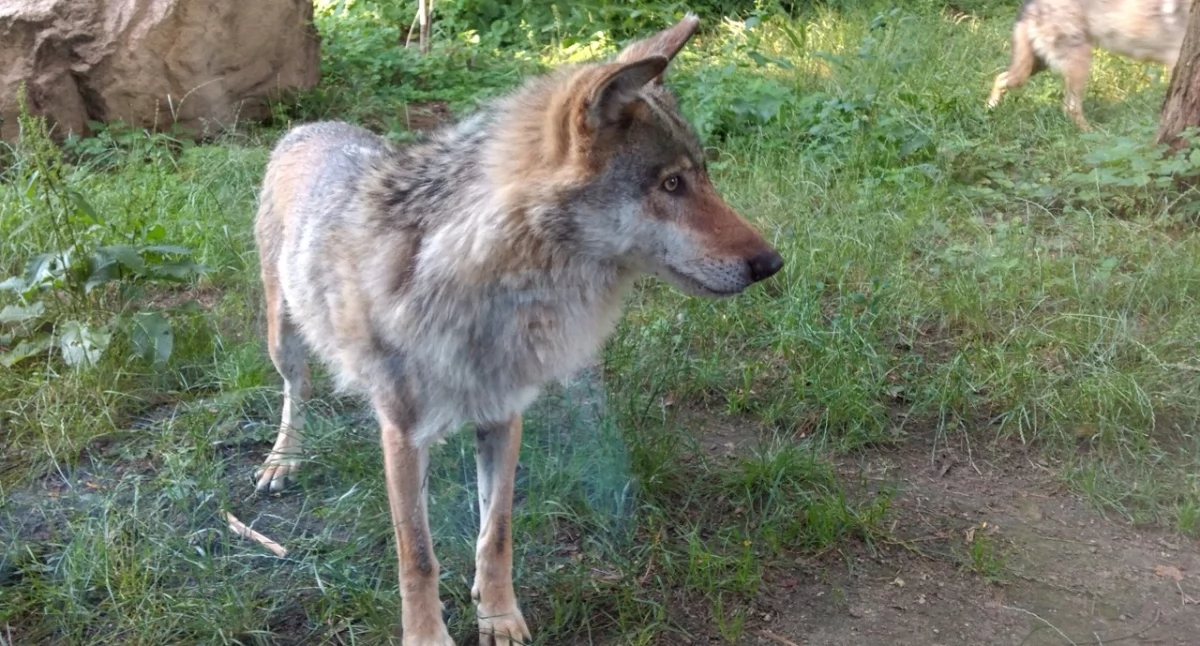 Zdjęcie: Wilki stronią od ludzi