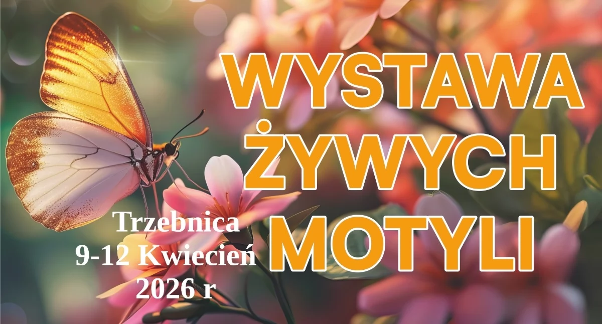 CIEKAWE MIEJSCA, świecie egzotycznych motyli wyjątkowa wystawa Trzebnicy! - zdjęcie, fotografia