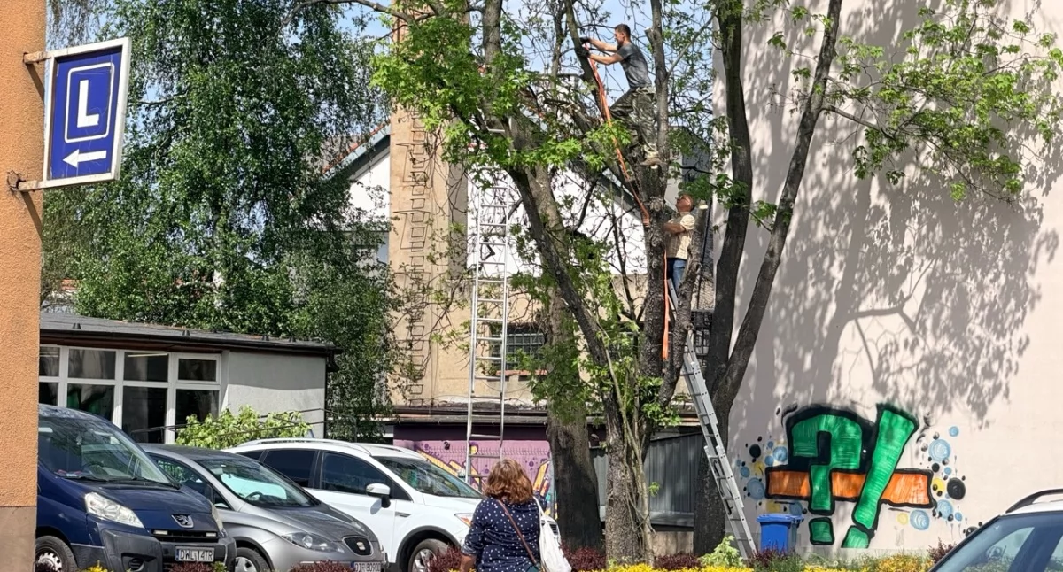 Zdjęcie: Przycinanie konarów na ul. Bochenka
