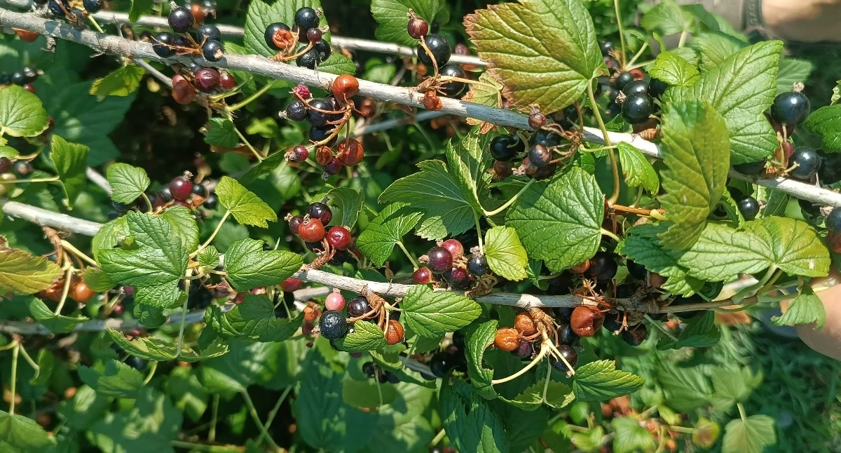 Krzaki czarnej porzeczki w Gospodarstwie u Małgosi w Brzykowie sparzone po fali upałów (fot. Marcin Sanecki).