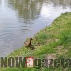 Fotka nr 5 z 7