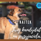 KAJTEK (2)