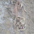  Nie można jednoznacznie stwierdzić, że zwierzę padło ofiarom watachy wilk&oacute;w 
