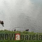 Fotka nr 3 z 7