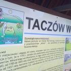  Tablica informacyjna w Taczowie Wielkim. Na obrazku ropucha zielona - kt&oacute;ra...