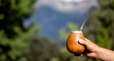 Właściwości yerba mate