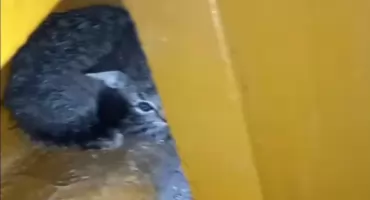 Czy znajdą dom przed zimą?