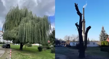Zdrową wierzbę pozbawiono korony. Urząd bada sprawę