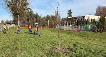 Nowe nasadzenia drzew miododajnych w gminie Wisznia Mała