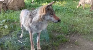 Wilcze ścieżki wokół Trzebnicy. W lutym zaobserwowano kilka osobników
