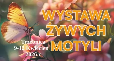 W świecie egzotycznych motyli – wyjątkowa wystawa w Trzebnicy!