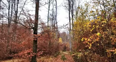 Tymczasowy zakaz wstępu do lasu