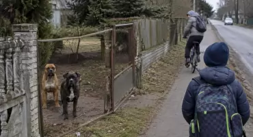 Agresywne psy na ulicy. Mieszkańcy boją się tam chodzić