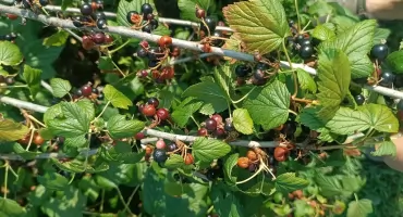 Katastrofalne skutki upałów